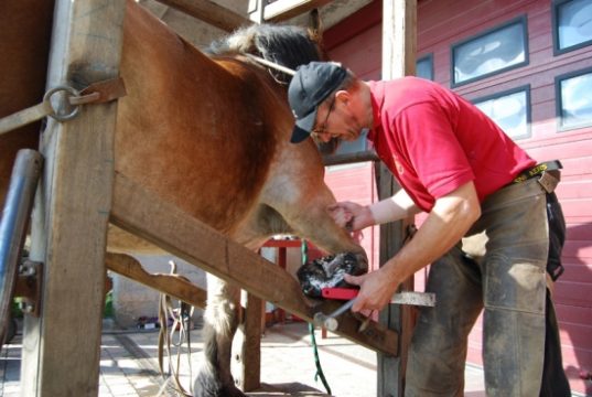 Ein Hufschmied bei der Arbeit