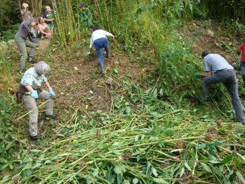 AVES im Kampf gegen invasive Pflanzen