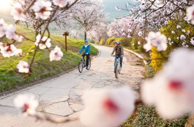 Südliche Weinstraße - Radeln zwischen Mandelblüten