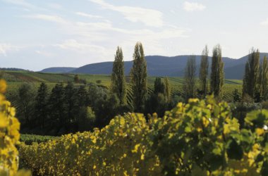 Südliche Weinstraße - Toskanalandschaft