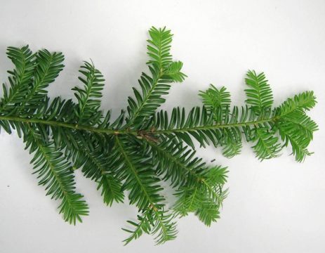 Europäische Eibe: Nicht nur als Sichtschutz, auch als Antikrebsmittel im Einsatz