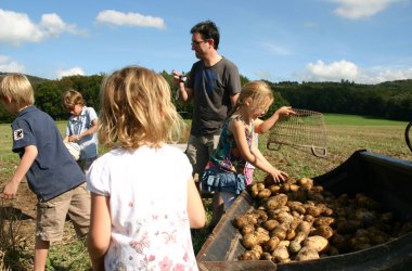 Rhöner Haflingerhof Detig - Kartoffelernte