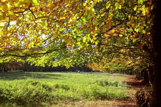 Herbstmotiv von Siegfried Krings