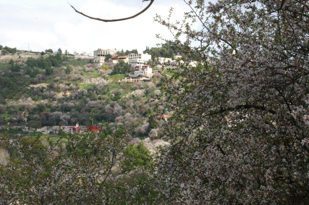 Mandelblüte in Safed/Israel
