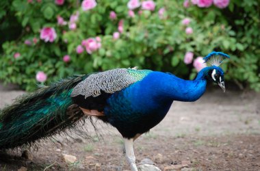 Gutshaus Gross Siemen - Pfau