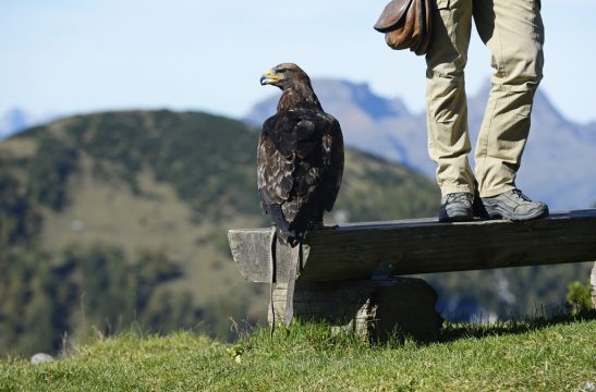 Adlerwanderung in Liechtenstein