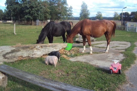Tiere auf dem Biohof (Quelle: Renate Strohm, Landurlaub Diemitz)