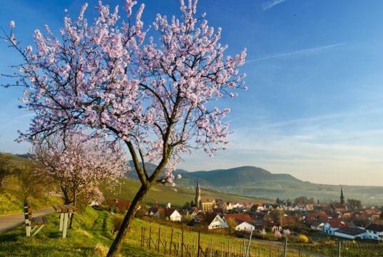 Südliche Weinstraße Fernsicht