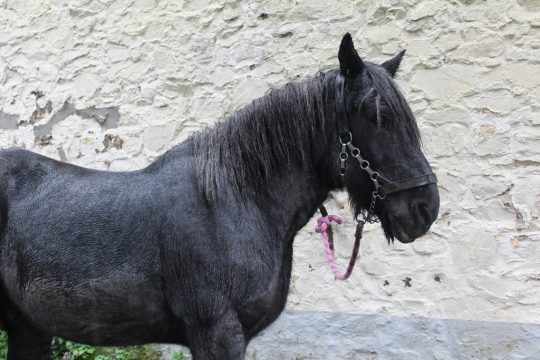 Erntedankumzug in Eupen (Bild: Chantal Delhez/BRF)