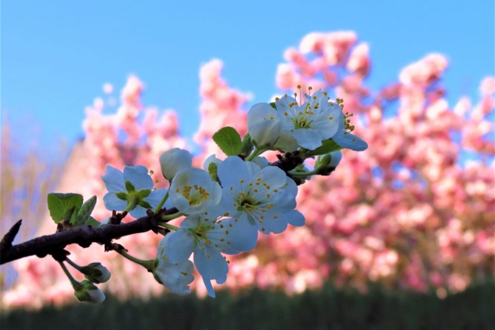 Blumen im Frühling (Foto: Siegfried Krings, BRF)