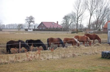 Ferienhof Janssen Horumersiel - Pferde auf der Weide