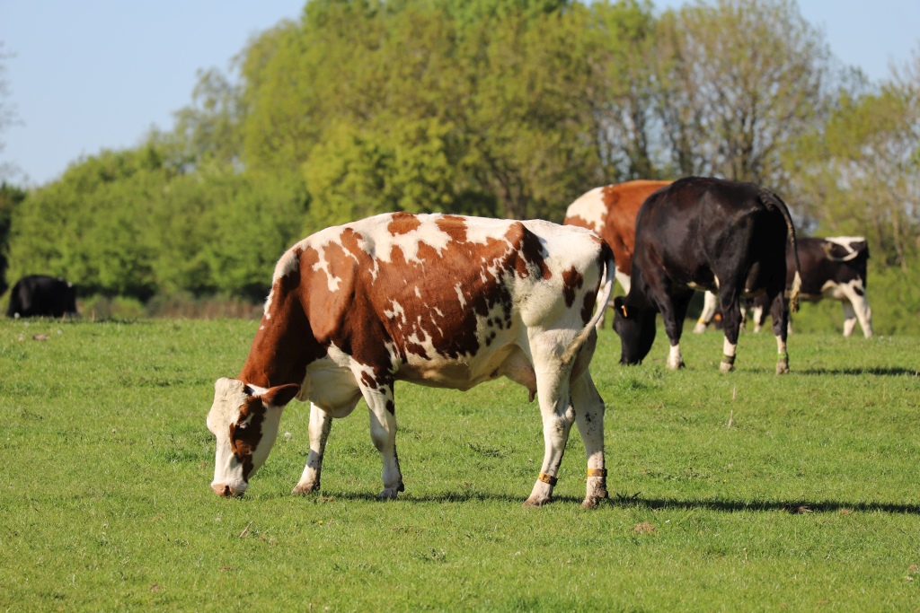 Kühe auf der Weide (Bild: Olivier Krickel/BRF)