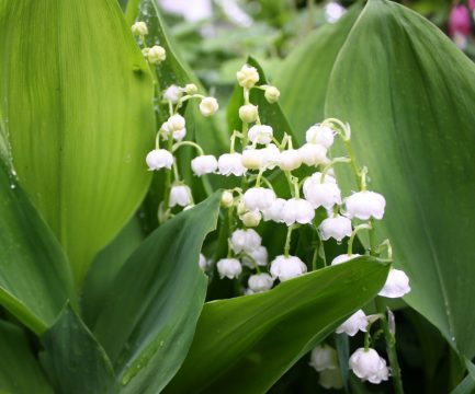 Maiglöckchen im Morgentau (Foto: Franz Beckers)