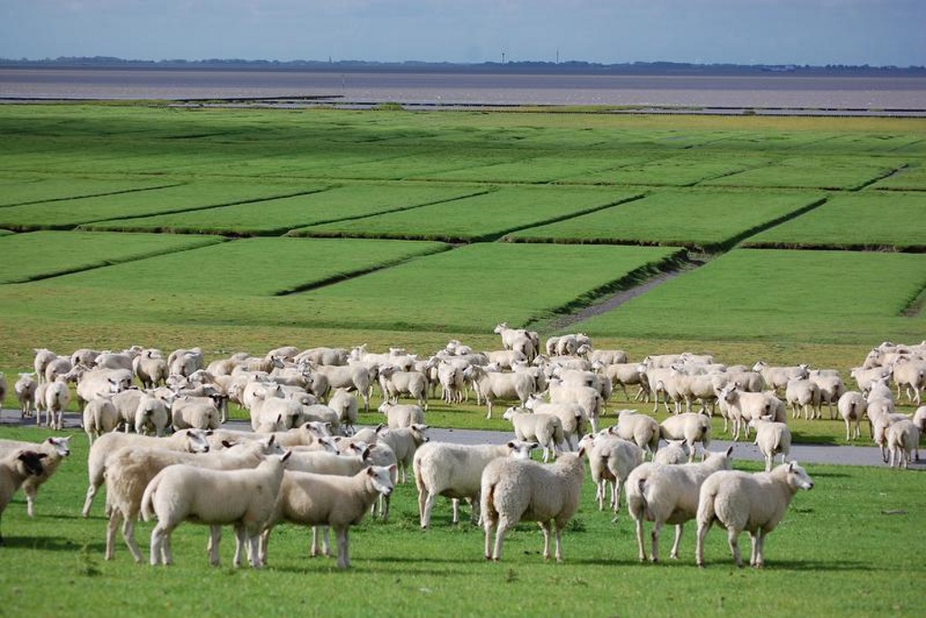 Schafe auf Salzwiese