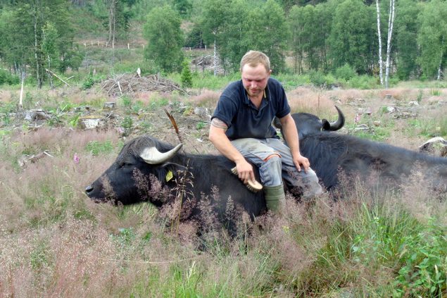 Tom Löfgen und einer seiner Büffel (Bild: privat)