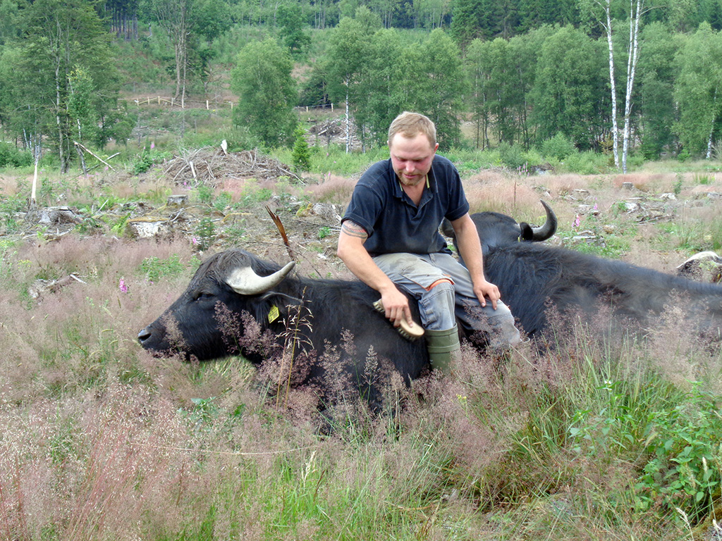 Tom Löfgen und einer seiner Büffel (Bild: privat)