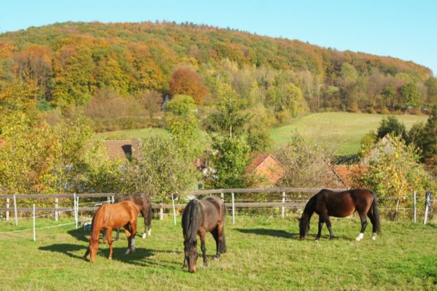 Herbst-Winter-Weide