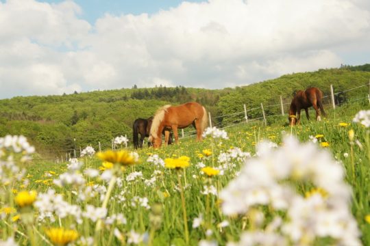 Pferde auf der Weide