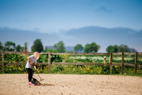 Nach der Reitstunde abäppeln