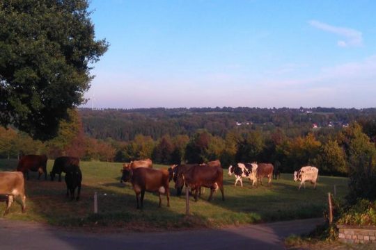 Ferienhof Jansen Holen der Kühe