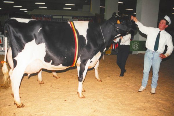 Die Zuchtwettbewerbe gehören seit eh und je zu den Höhepunkten beim RVZH (Bild: privat)