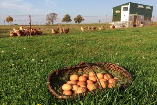 Tägliches Eiersuchen