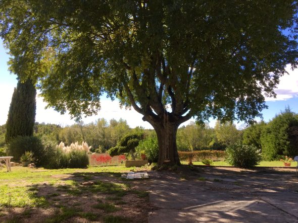 2025 Micocoulier Im Garten