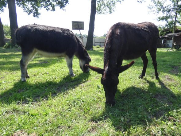 2025 Ferienhof Schnieder Esel